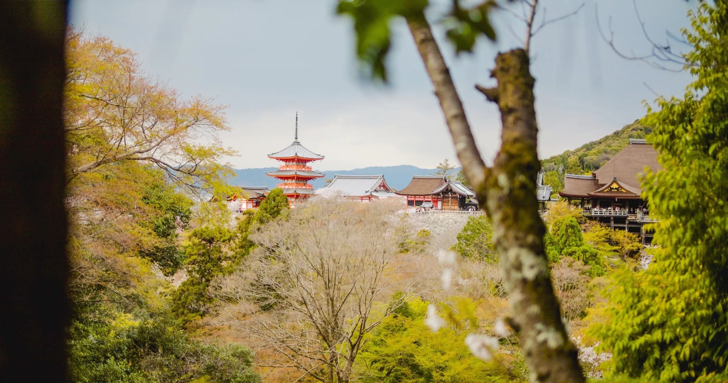 A pagoda among traditional architecture in Kyoto